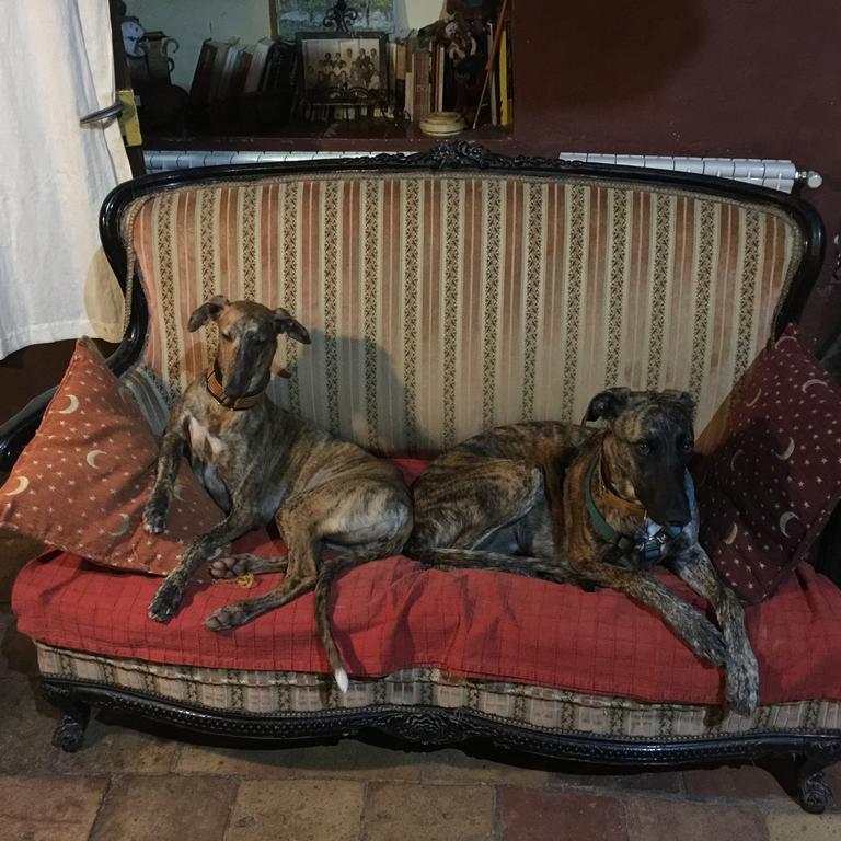 Bed and Breakfast Mas Torrencito pet friendly Parets de Ampurdá Esterno foto
