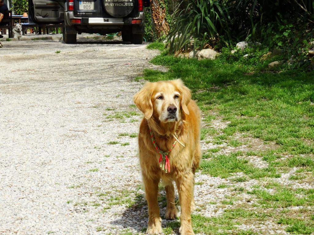 Bed and Breakfast Mas Torrencito pet friendly Parets de Ampurdá Esterno foto